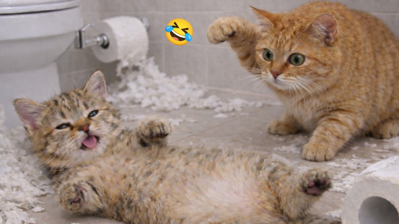 Cat Mom Loses Control You Won’t Believe Why 😹