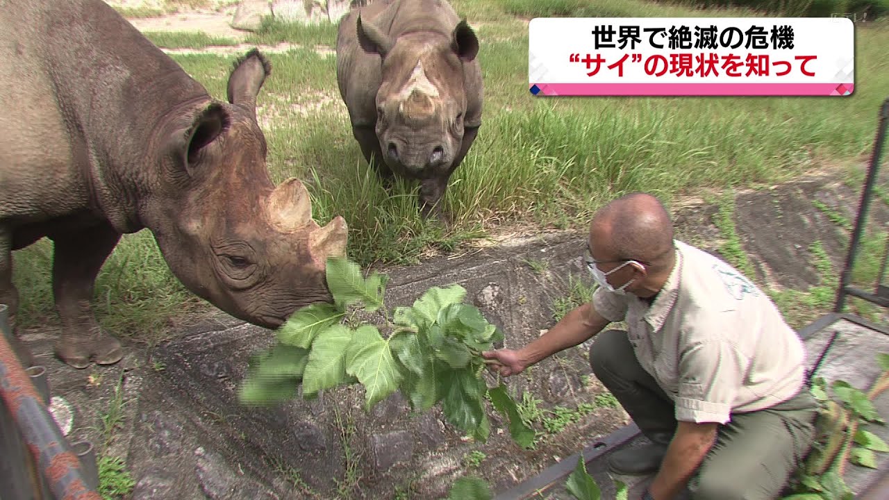 世界で絶滅の危機　「サイ」の現状を知って