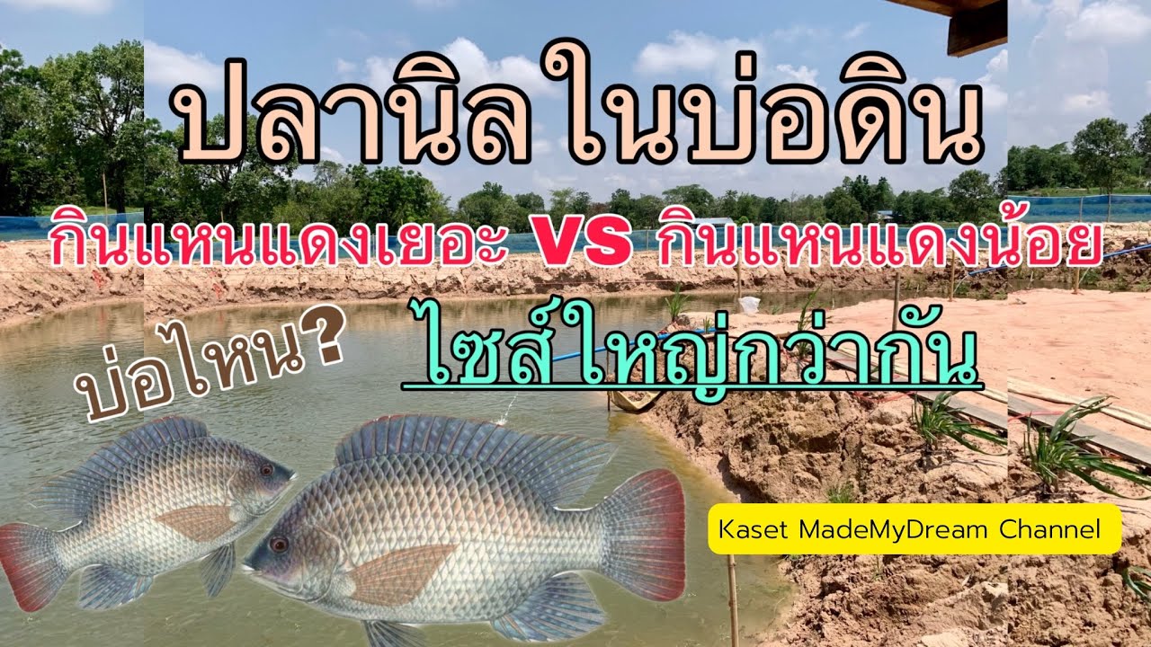 🐟เลี้ยงปลานิลในบ่อดินโดยใช้แหนแดงเสริม บ่อมีแหนแดงเยอะกับแหนแดงน้อย ขนาดไซส์ต่างกัน โตแค่ไหนไปดูเลย