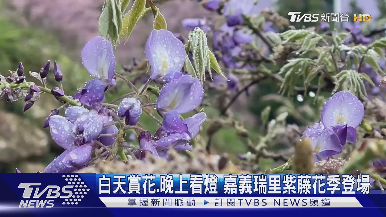 白天賞花.晚上看燈 嘉義瑞里紫藤花季登場｜TVBS新聞 @TVBSNEWS01