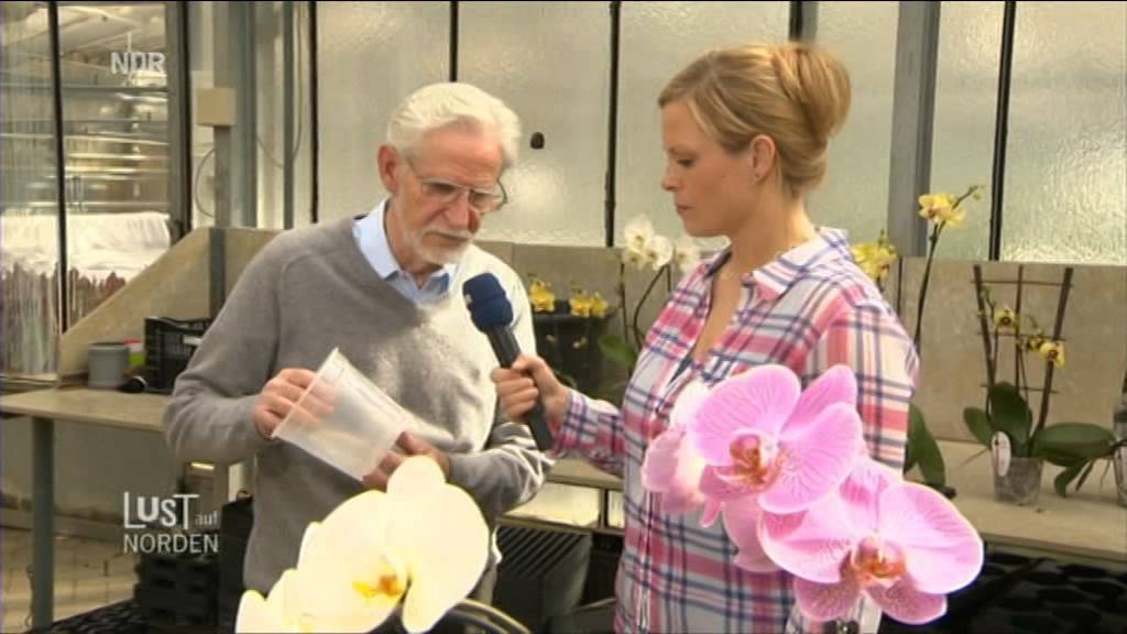 Orchideen Wichmann Celle Orchideen-Workshop
