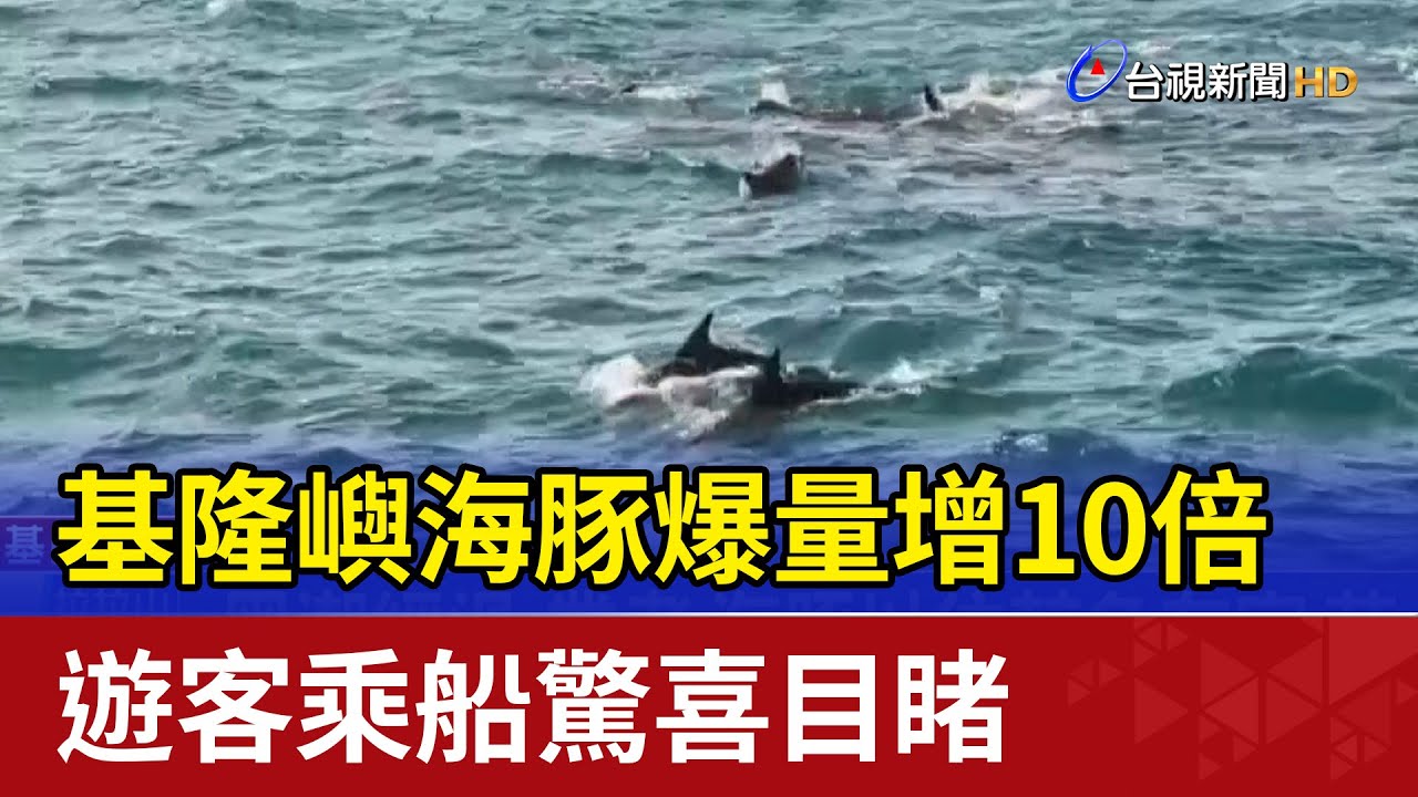 基隆嶼海豚爆量增10倍 遊客乘船驚喜目睹