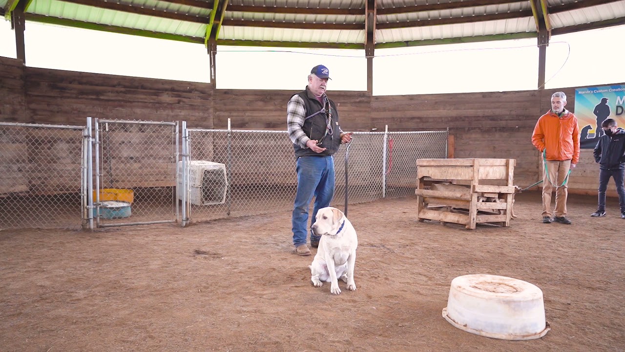 how to train a dog that marks - Marvin Pierce Dog Teacher