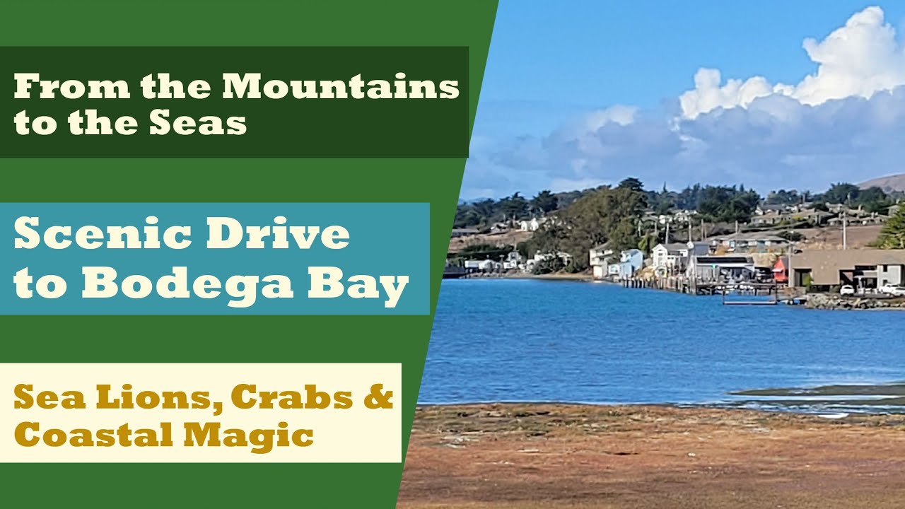 Bodega Bay Travel Vlog | Scenic California Drive, Wildlife Encounters & Coastal Camping