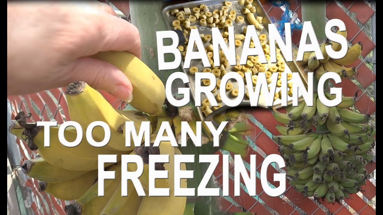 BANANA Harvest Growing Storing Freezing Recycling Composting