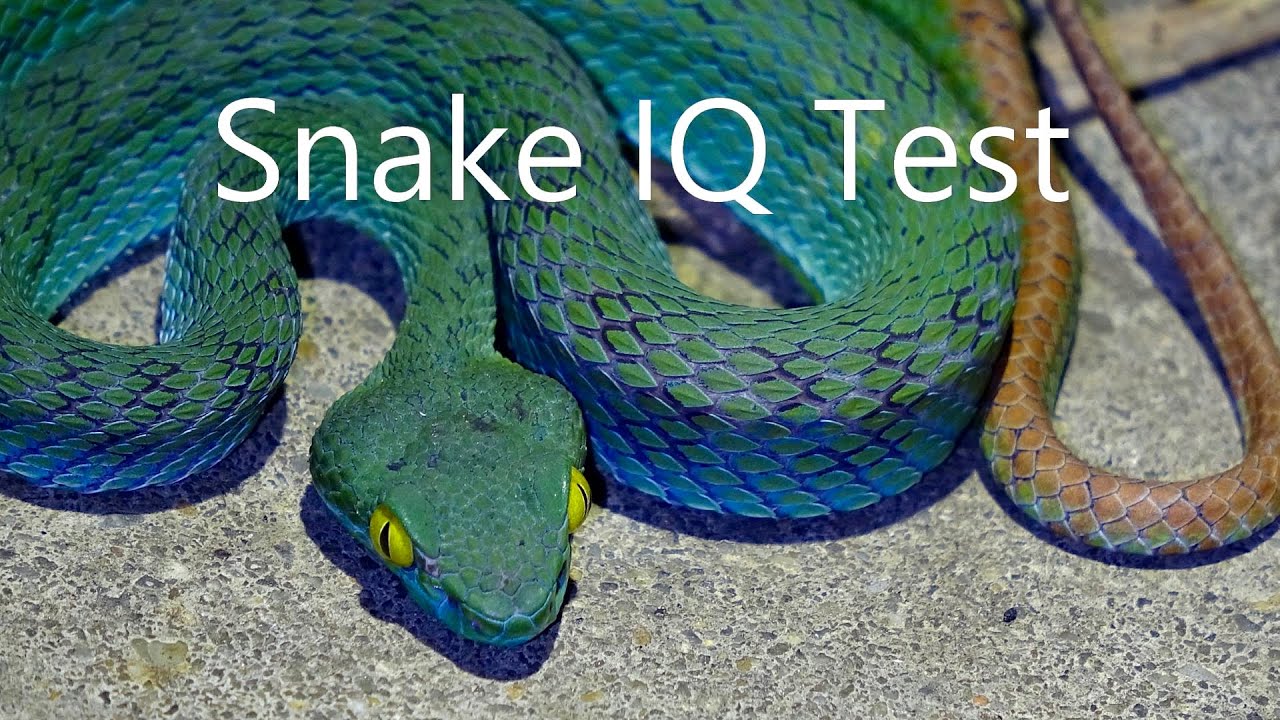 Snake Identification Quiz!