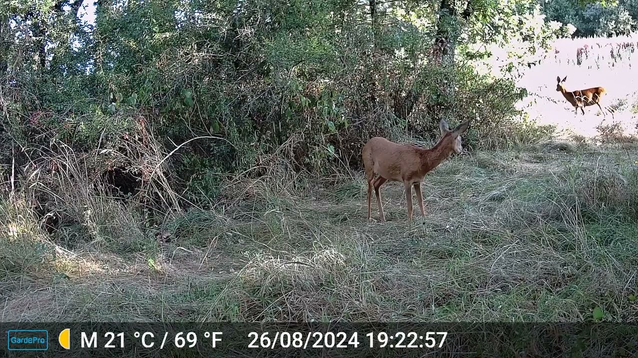Test Piège photo : Garde Pro A3S - Full HD : Faune Ardéchoise (renards,chevreuils,martre,...)