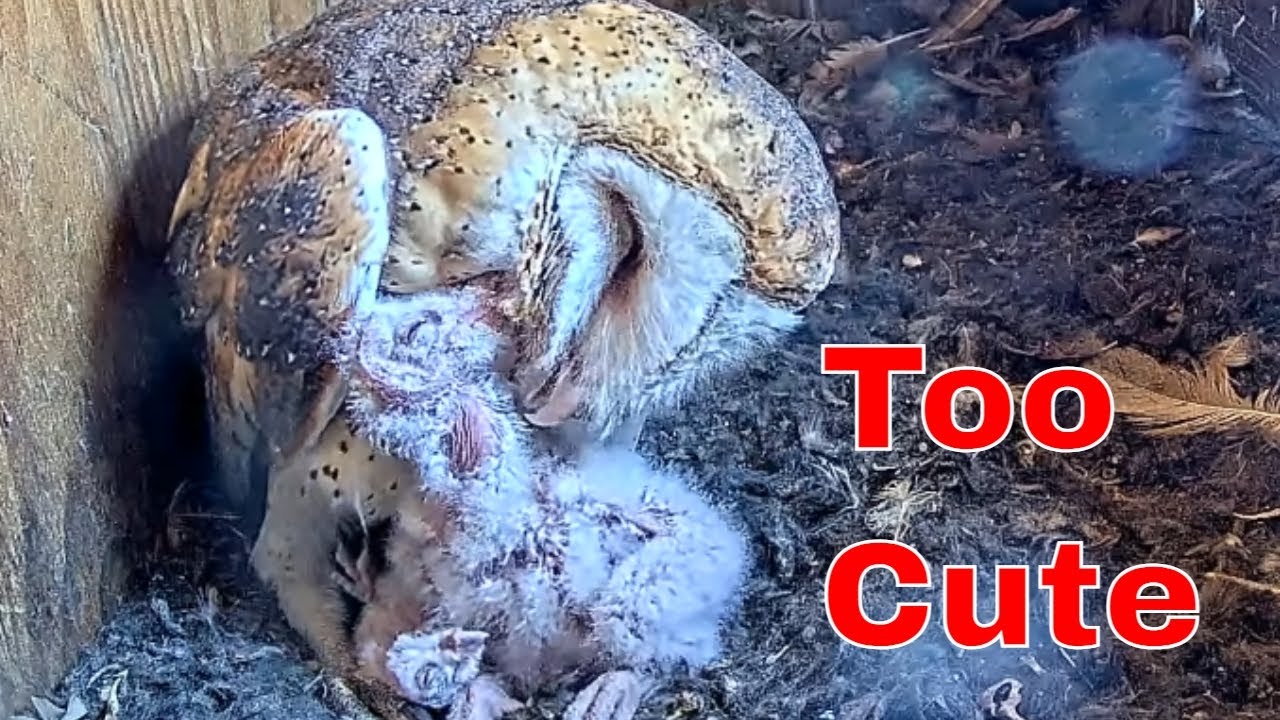 🪶 Nature&rsquo;s Gentle Side as a Chick Learns to Preen