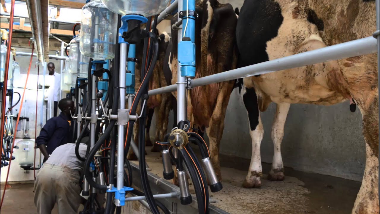 2x5  milking parlour in Africa, Kenya