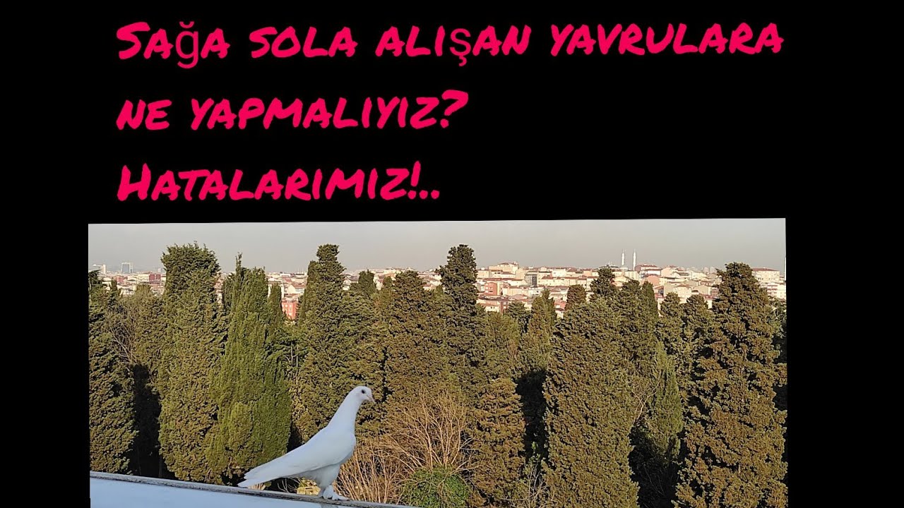 Sağa sola alışan yavrulara nasıl davranmalıyız?
