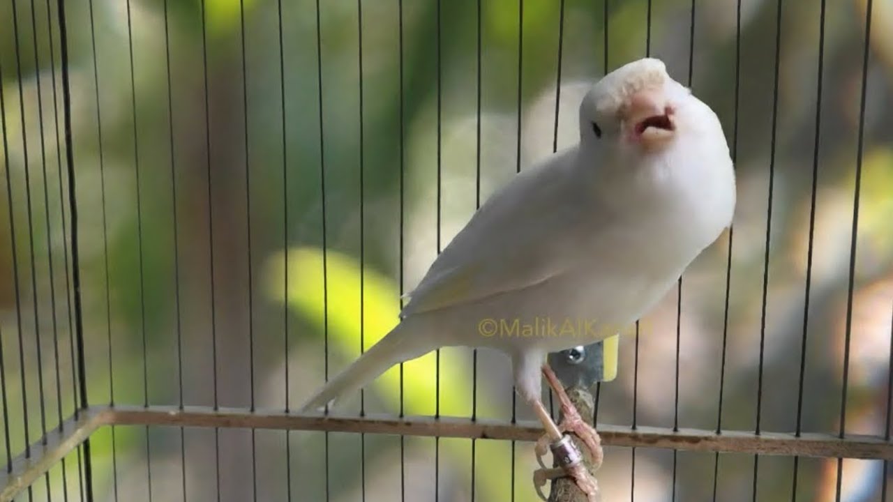 اضغط تشغيل وشاهد الانفجار الغنائي في قفص كناريك