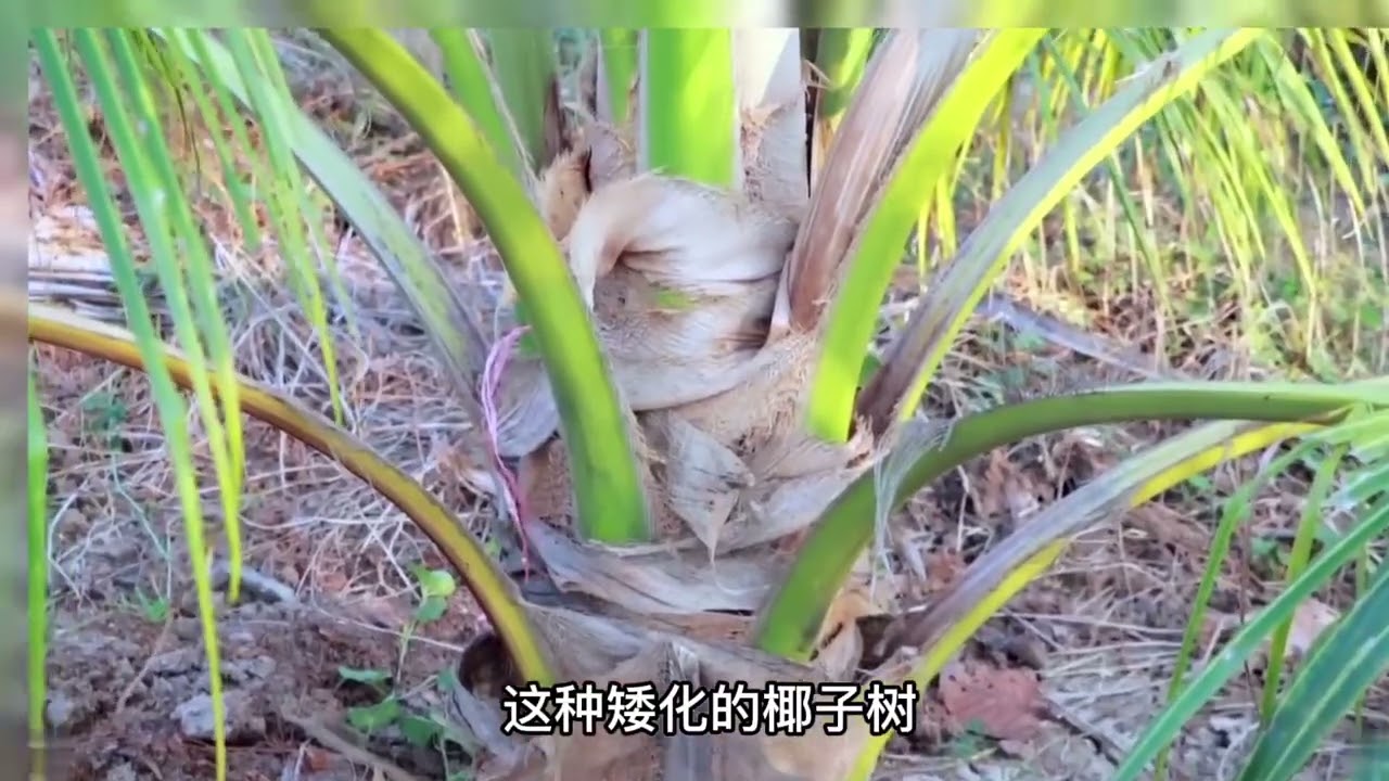 孟加拉人种植的椰子树，为什么要在地里埋盐？不怕把树腌死吗？