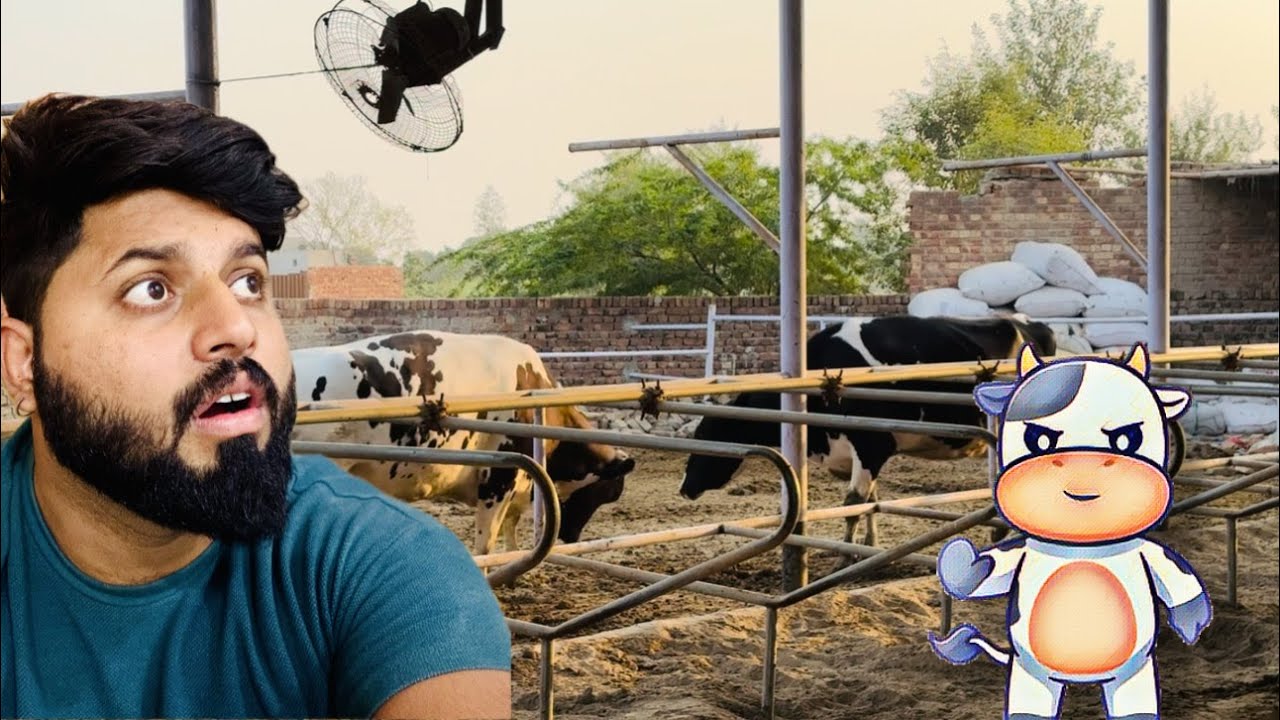 Cow ki fiht😱