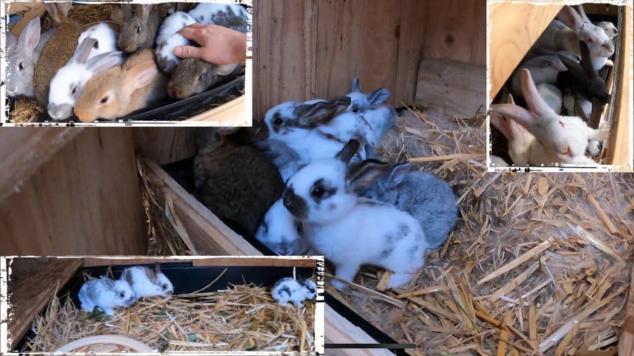 Kaninchenbabys verlassen das Nest