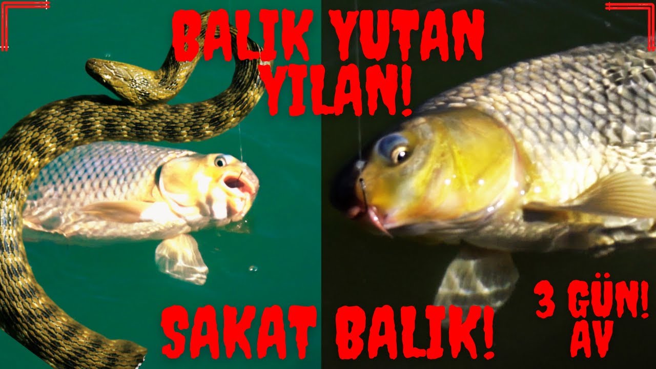SAZAN AVI 3 GÜN AV  SİYAH SAZAN ,SAKAT BALIK /BALIĞI YUTAN YILAN !!