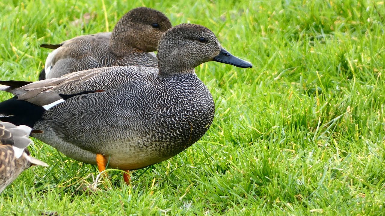 Krakeend (Gadwall)