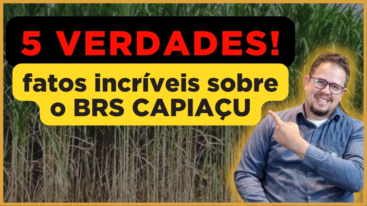 5 verdades sobre o BRS CAPIAÇU