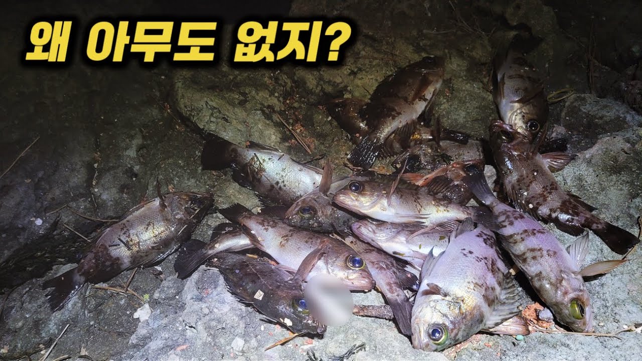 왜 아무도 없지? 도보권 갯바위에서 나온 조황