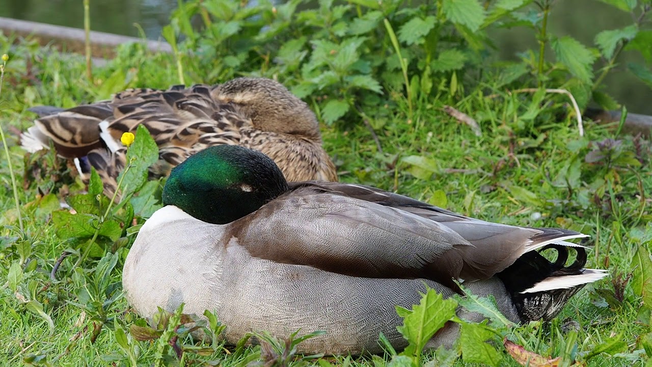 Zzzz
