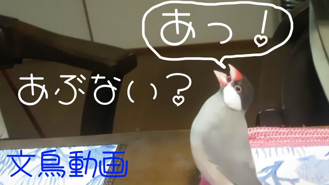 あっ！ キャルル文鳥 桜文鳥ほーちゃんとまた遊ぶ　文鳥動画