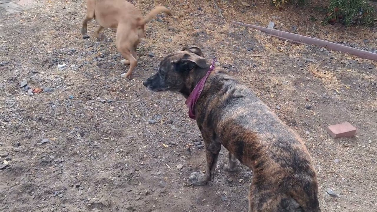 Thumper and Shadow playing