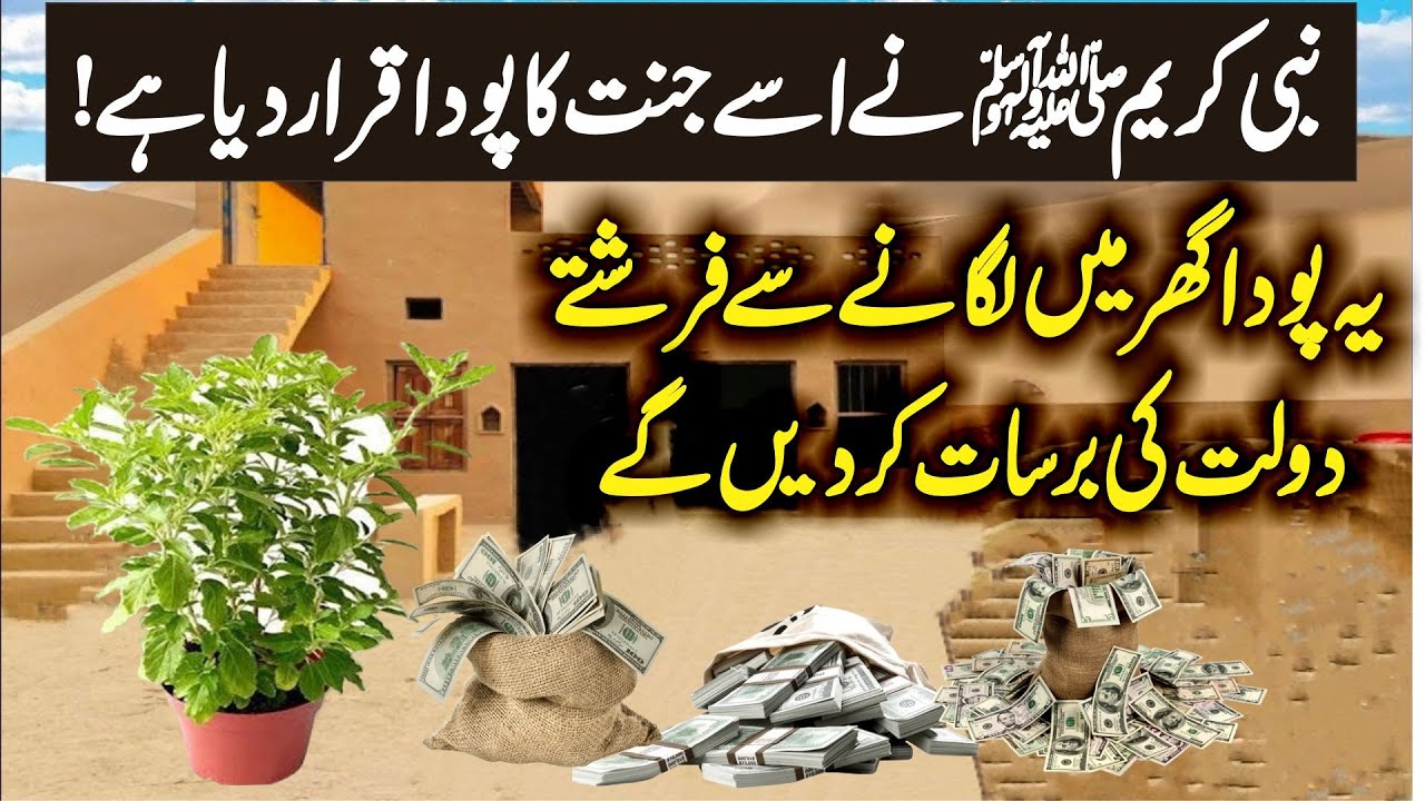 Rizq Aur Dolat Lane Wala Poda | Jannat Ka Poda | Money Plant | Niazbo,Tulsi (Basil) | Universal Info