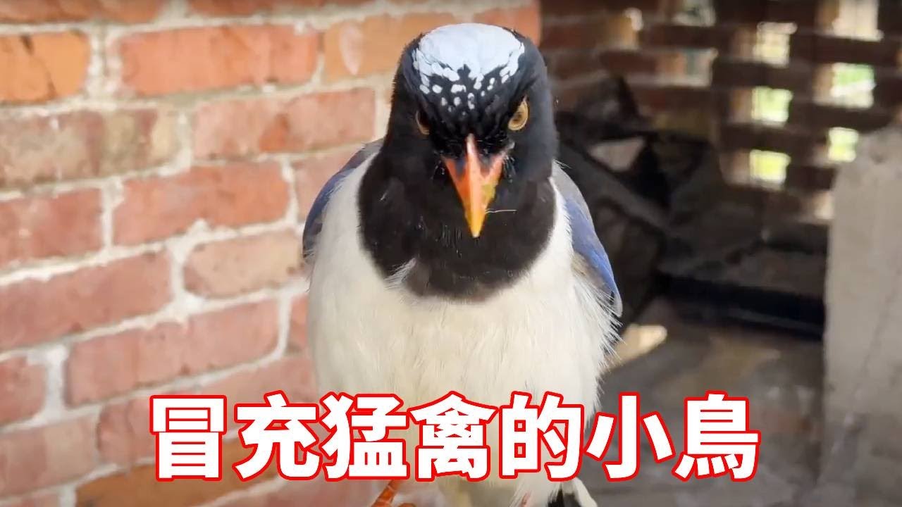 冒充猛禽的小鳥，想學老鷹抓小雞，結果悲劇了吧！【蒙面鸟哥】