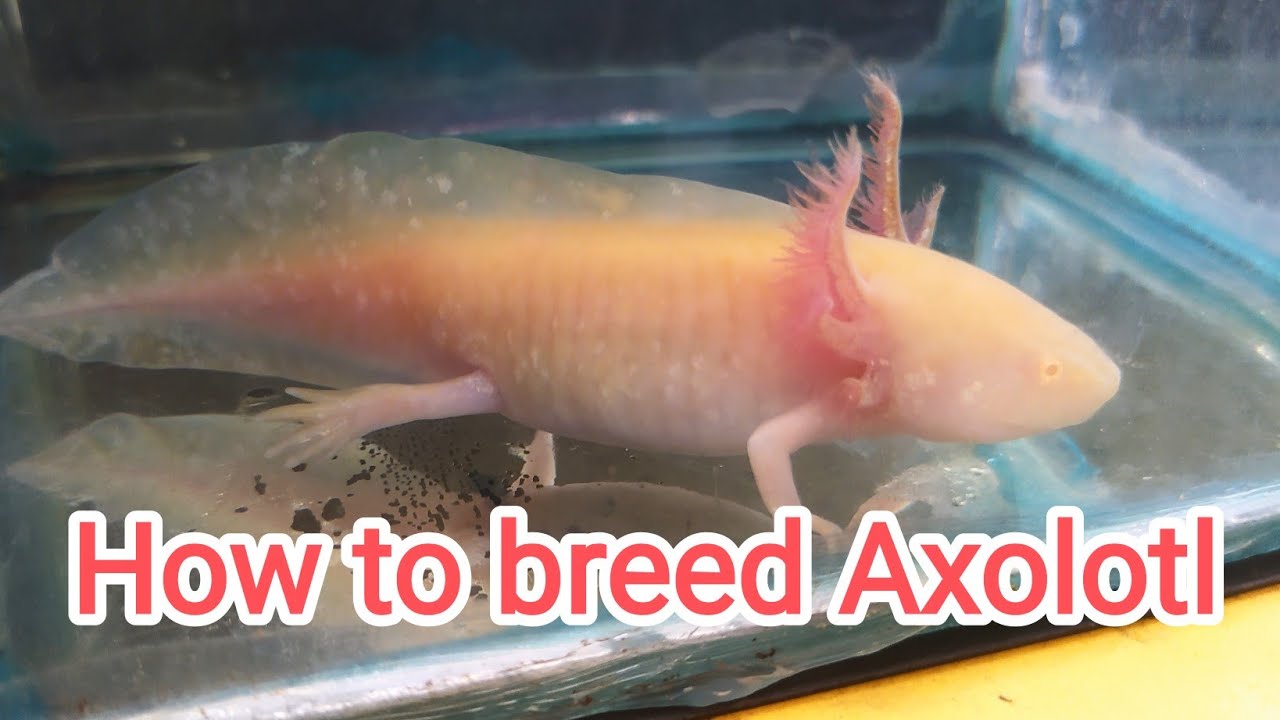 how to breed Axolotl (Ternak axolotl) salamander