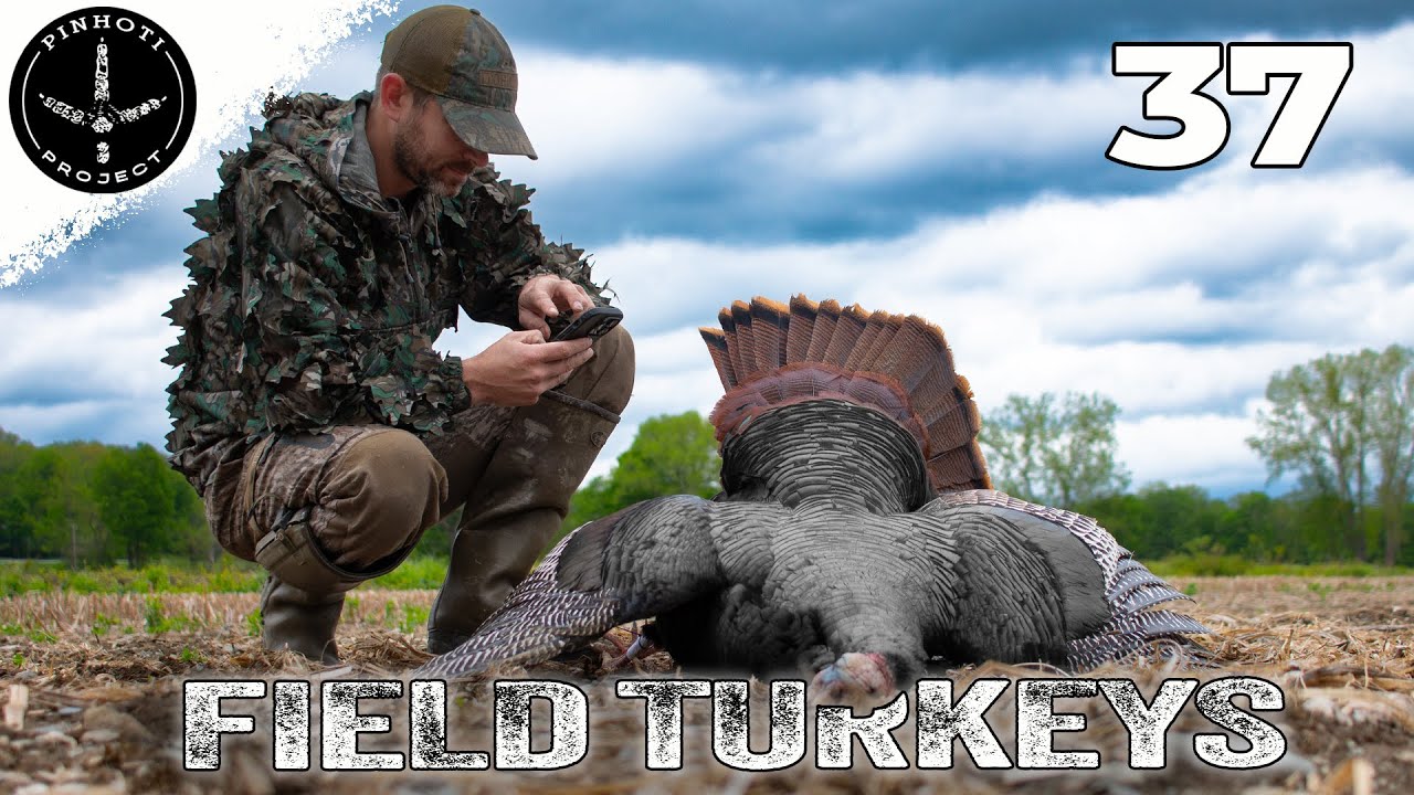 the STRUGGLE that is a FIELD TURKEY | a LONG SPURRED, NEW ENGLAND GOBBLER | HUNTING WINDY CONDITIONS