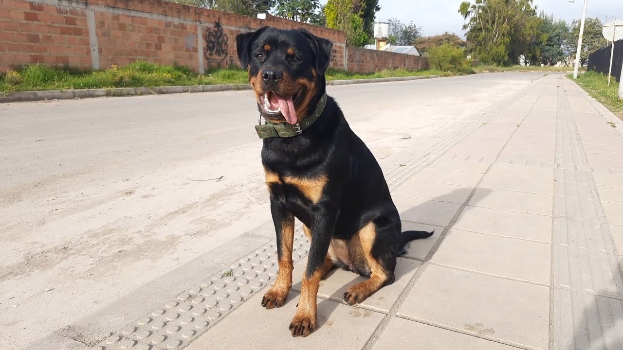 Saliendo a caminar con mi Rottweiler hembra de 8 meses, y llevando la botella