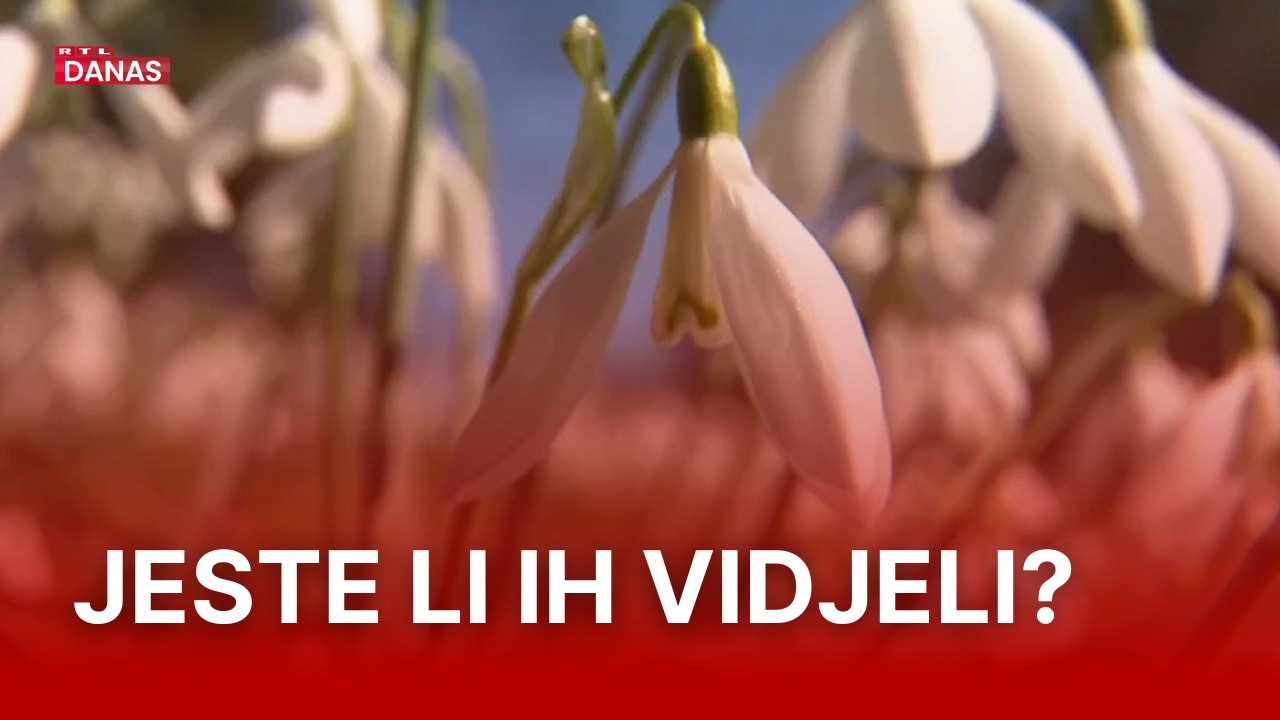 Neobičan prizor na istoku Hrvatske: 'Procvale čim se snijeg počeo topiti' | RTL Danas