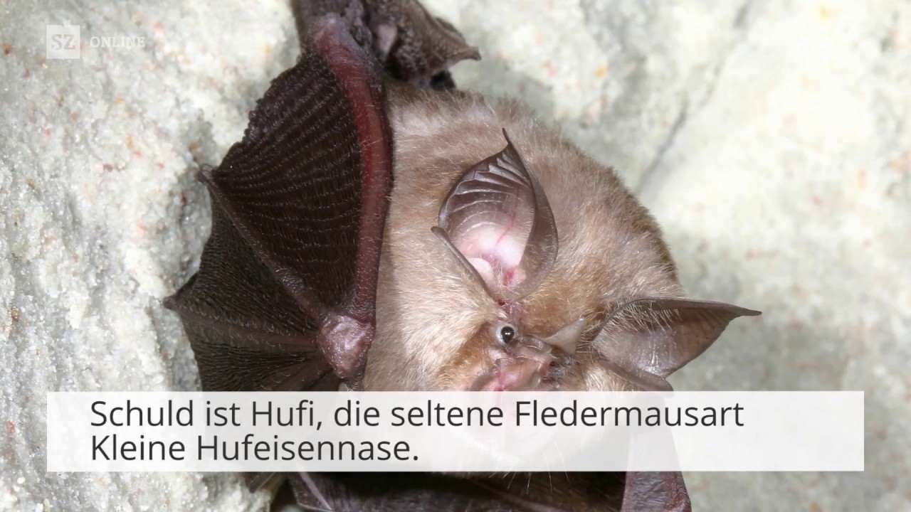 Hufi bremst die Brücken-Strahler aus