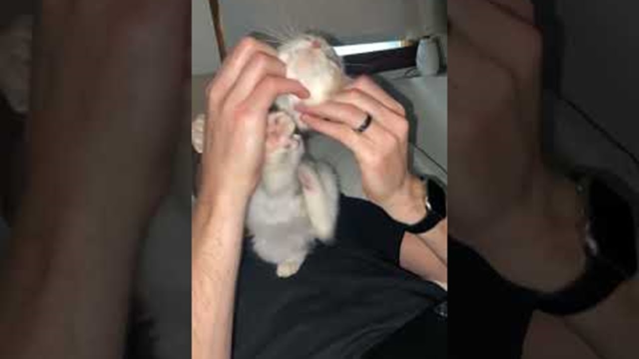 This Cat Loves a Good Ear Scratch || ViralHog