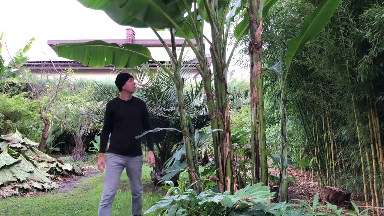 Musa sikkimensis (listopad 2022)