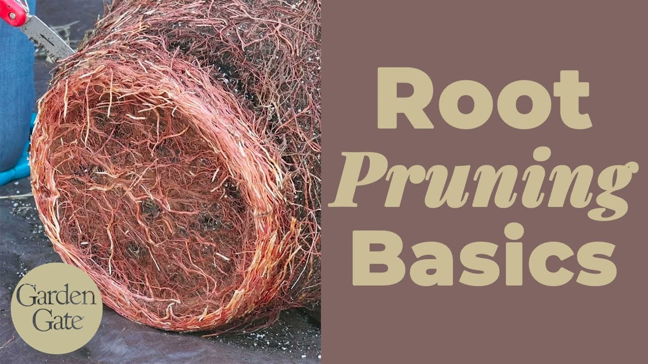Основы обрезки корней | Как обрезать корни деревьев, выращенных в контейнерах
