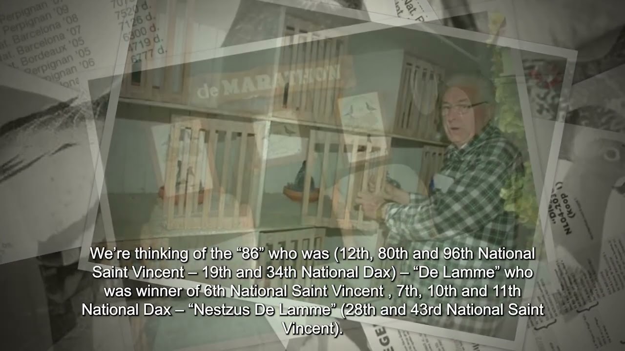 The Story of Van Der Wegen Pigeons
