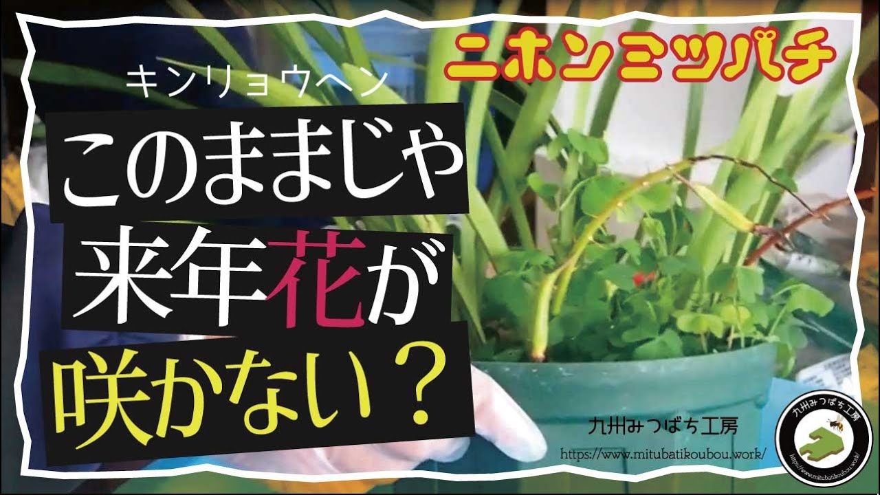 キンリョウヘンこのままじゃダメ！【花が終わった後の手入れ】来年も咲かせる為に　日本みつばちの養蜂 How to Beekeeping