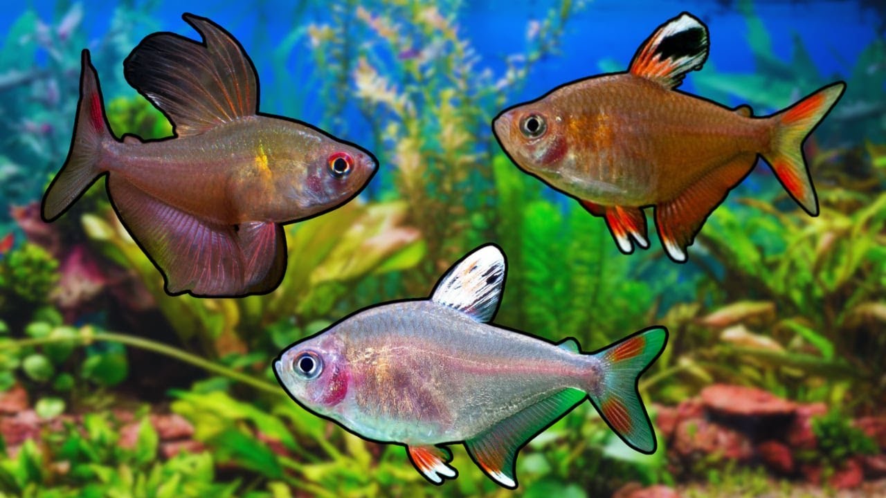 Kolorowy klejnot Twojego akwarium czyli Bystrzyk Ozdobny