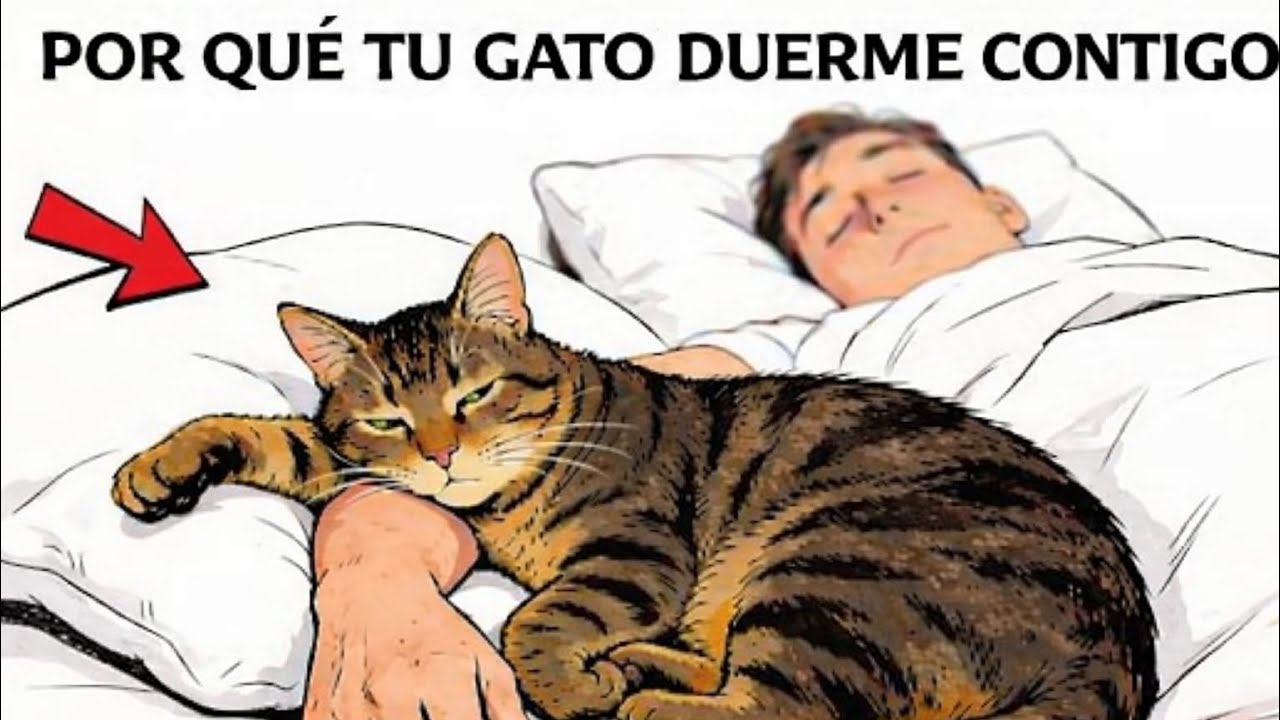 ¡Si tu gato duerme contigo, está tratando de decirte esto!