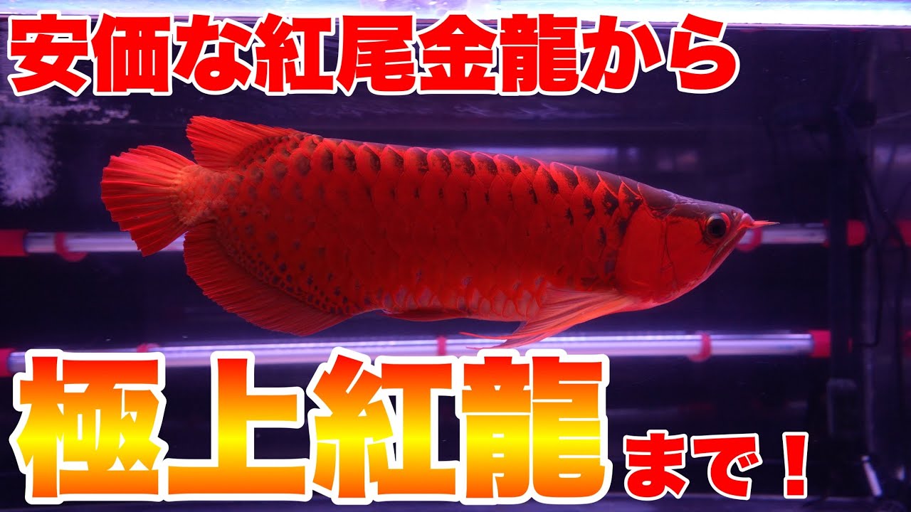【ショップ訪問】安価な紅金から真っ赤な高額アダルトサイズまで！アロワナ専門店ラフレシア　#アロワナ #高級魚 #aquarium #アクアリウム #大型魚 #アジアアロワナ #アロワナ  #紅龍