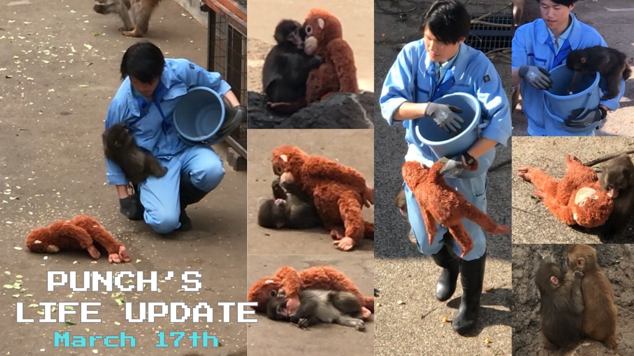🐒March 17th | Punch doesn’t want to leave his daddy. 🙉UPDATE