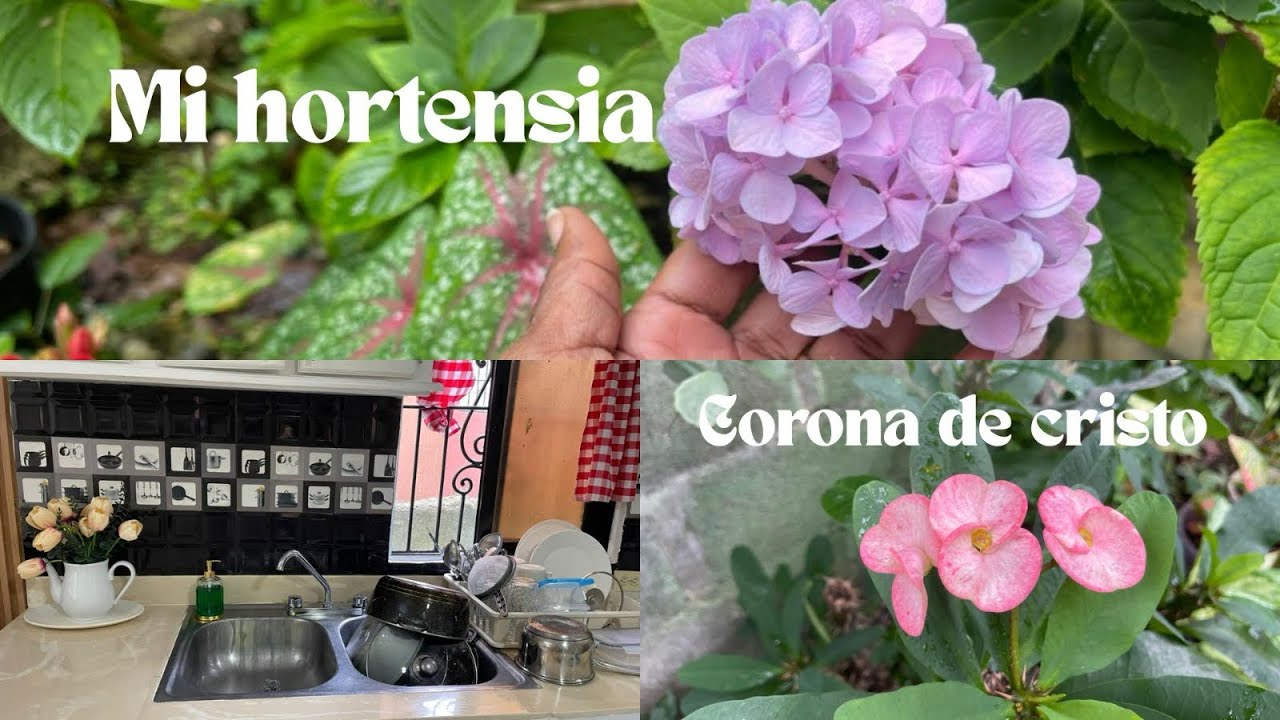 limpio la nevera / una vuelta por mi jardín 