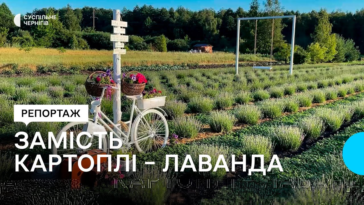 Замість картоплі — лаванда: як жителька Чернігівщини вирощує рослини