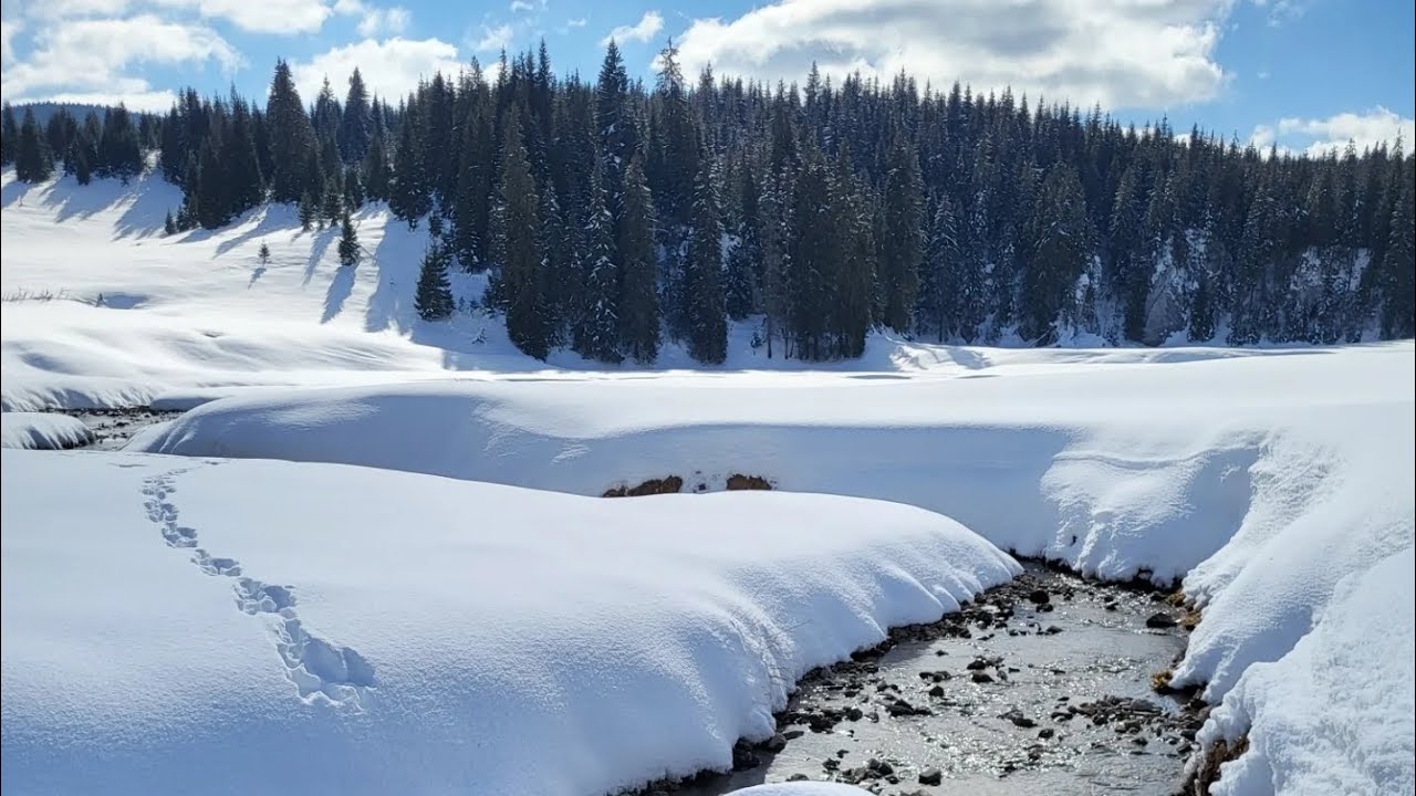 🥾Drumetie de iarna la Padis - Poiana Ponor, Muntii Apuseni❄️