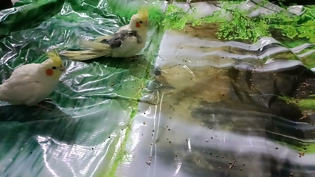 Beautiful cockatiel eating seeds 