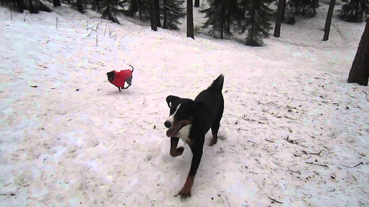 Prague ratter & Appenzeller
