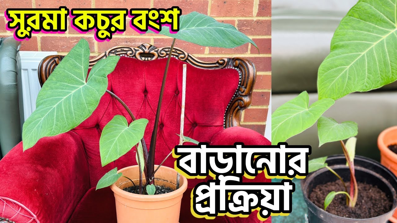 বি জি এসের নুরজাহান আপুর সুরমা কচু / কালো কচুর বংশ বাড়ানোর প্রক্রিয়া করছি যেভাবে #কচু #kochu