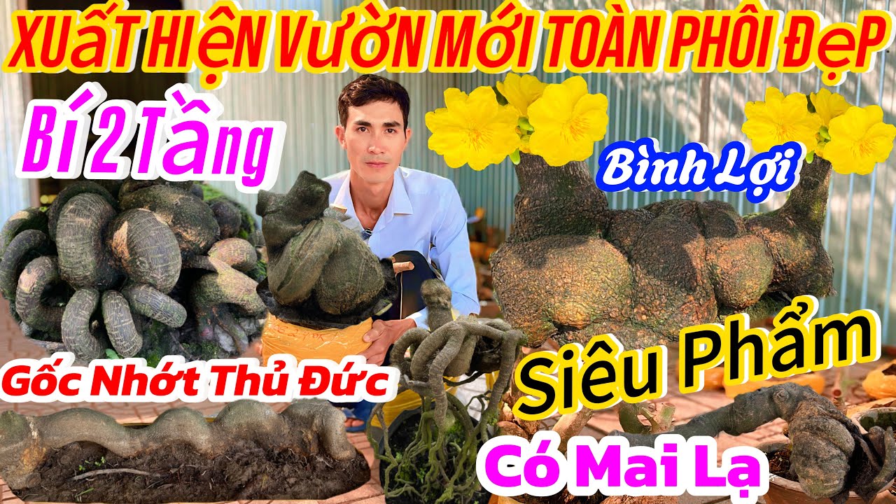 27/01☎️0377937272☎️🌴mai vàng giá rẻ🌴giao Lưu mai phôi gốc nhớt toàn đồ đẹp già mùa rút cốt siêu phẩm