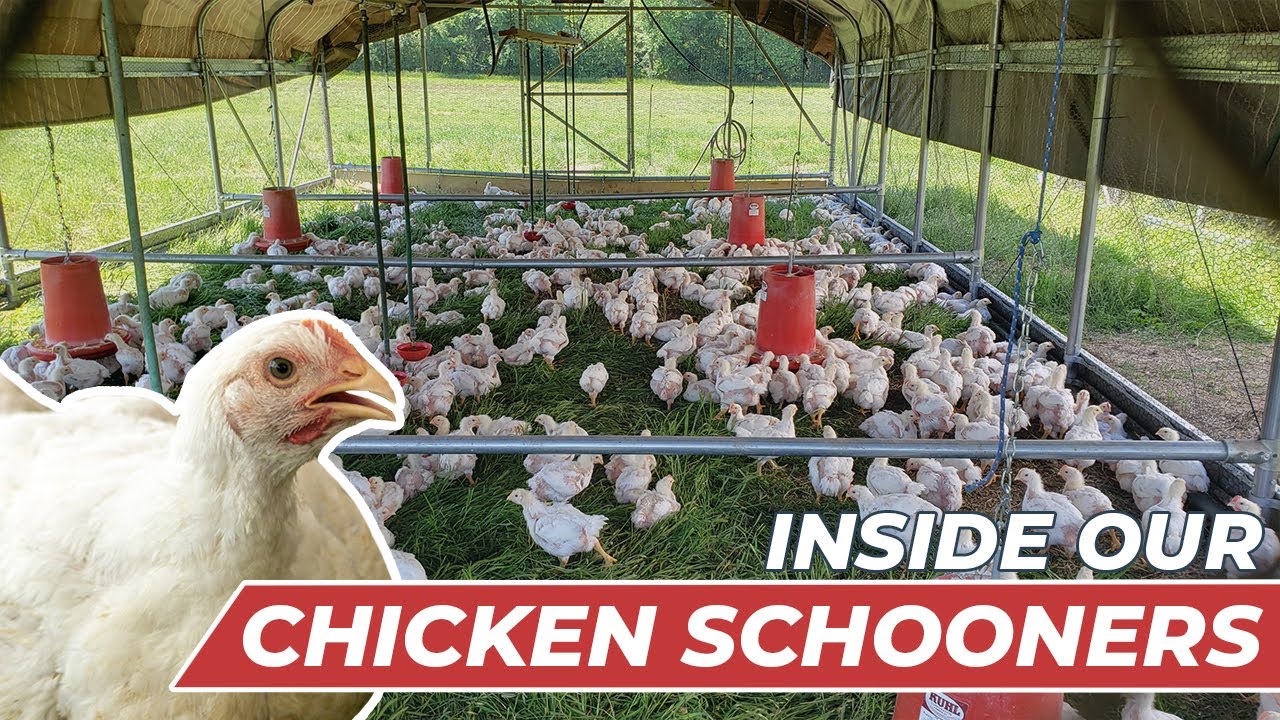 Raising Broiler Chickens on Pasture