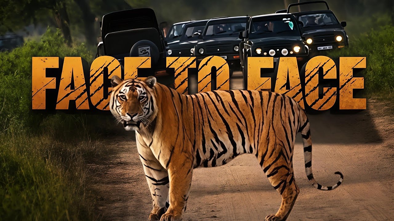 Chasing Tiger in Kaziranga - From Bura pahar to Kohora Range || Bob The Explorer